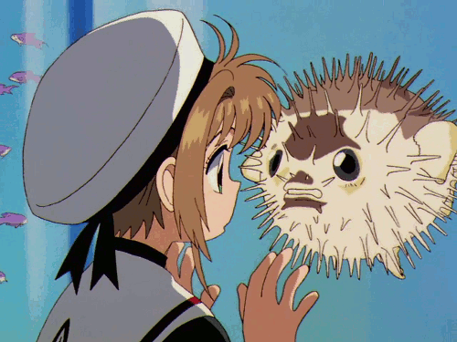 A gif of cardcaptor sakura looking at a pufferfish